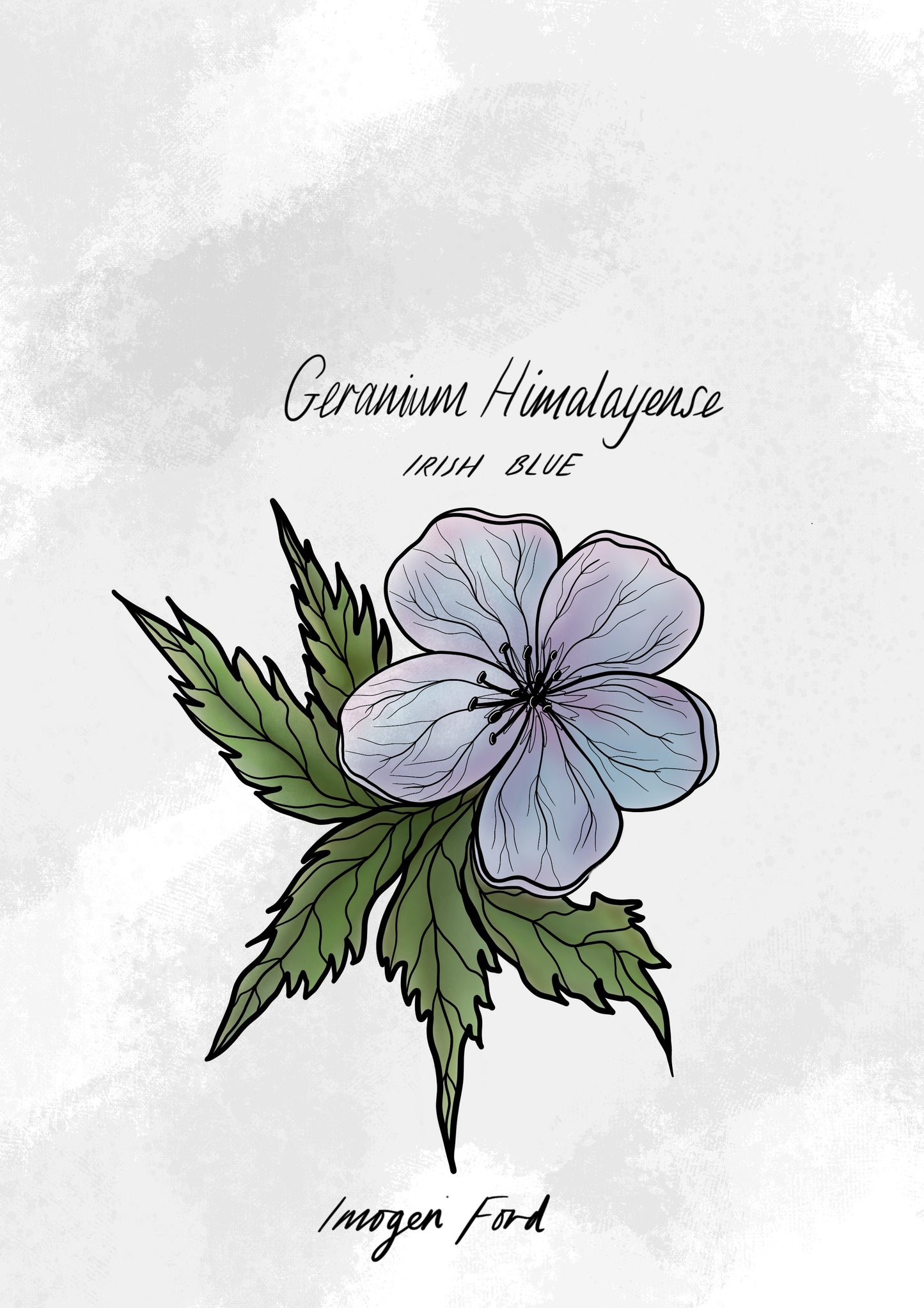 GERANIUM HIMALAYENSE ILLUSTRATION ARTWORK