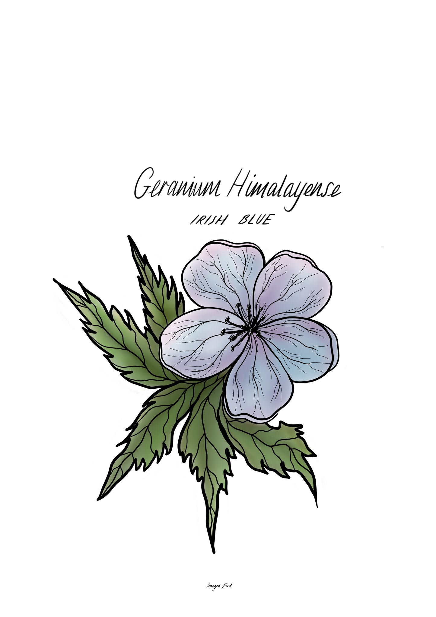 GERANIUM HIMALAYENSE ILLUSTRATION ARTWORK