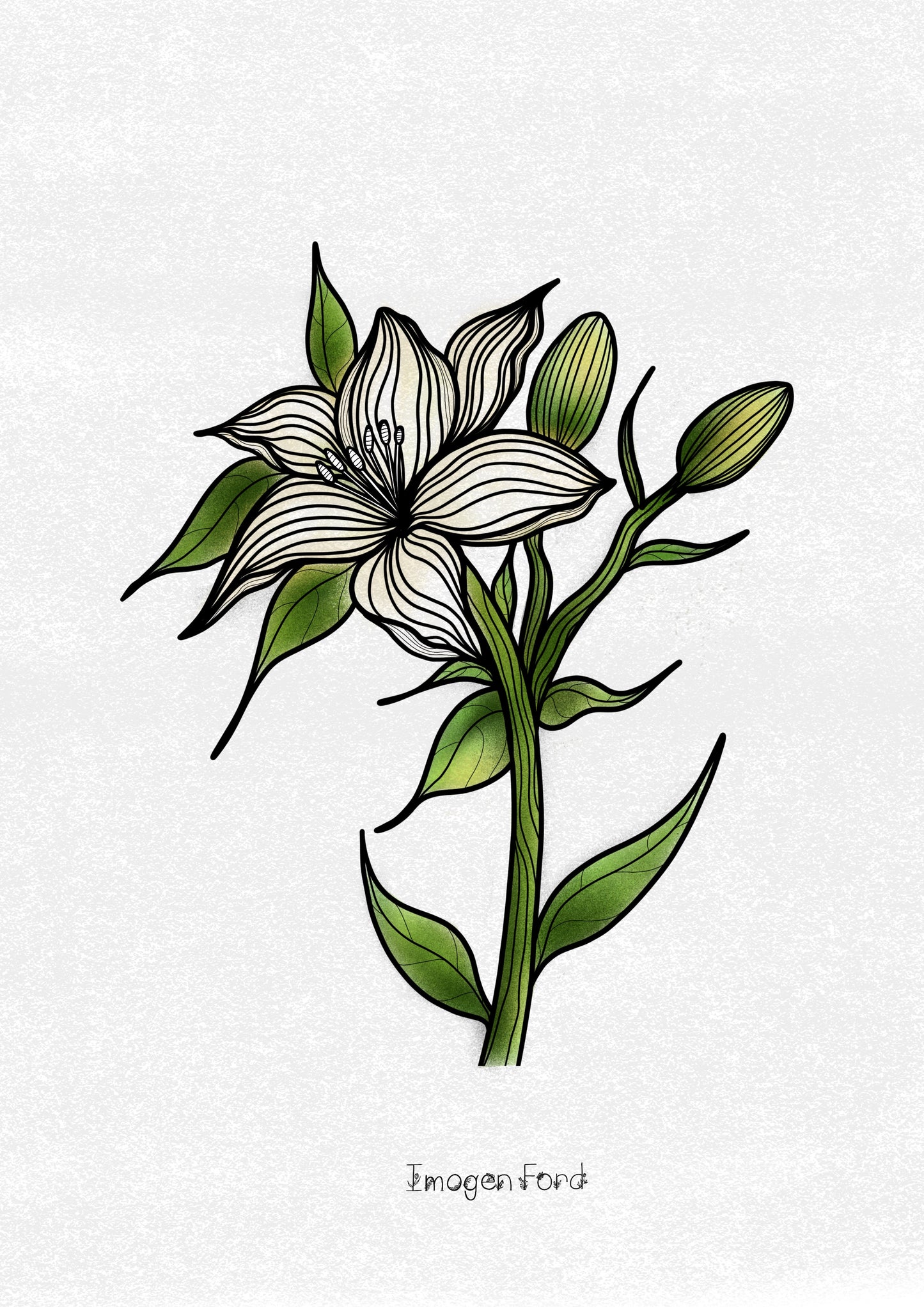 Lilium A4 Print