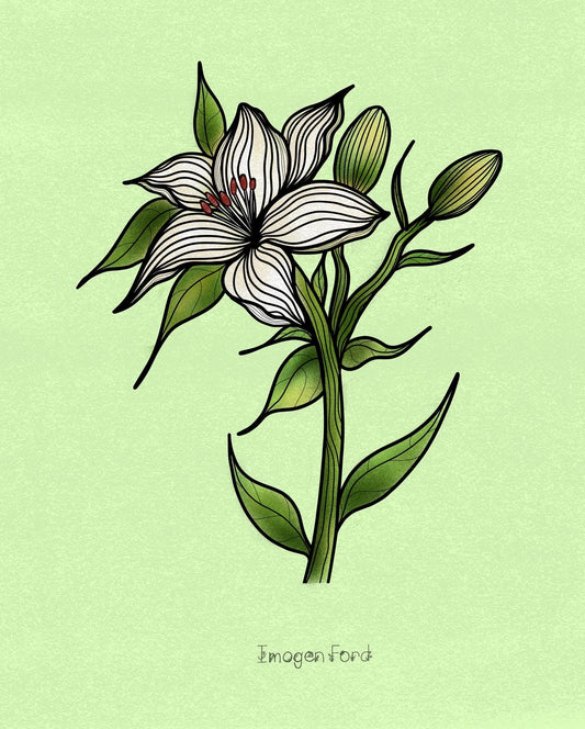 Lilium A4 Print